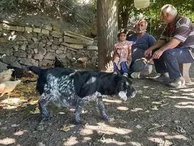 Tilkiler kümeslere dadandı, aileler gündüz nöbette
