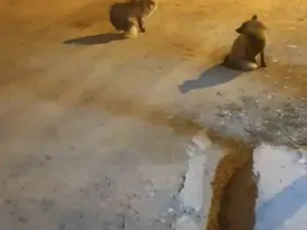 Tilkileri için yaylayı terk edip şehre gidemiyor
