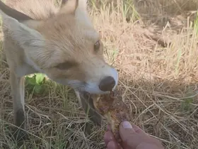 Tilkiyi elleriyle besledi
