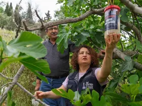 Tireli incir üreticisine ekşilik böceğine karşı tuzak dağıtıldı
