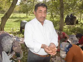 Tokat’ın ’beyaz altını’nda hasat başladı
