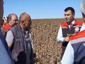Tokat’ta 39 bin dekar alanda 19 tona yakın ayçiçeği tohumu ekildi
