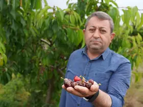 Tokat’ta aşırı yağış kirazı vurdu
