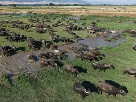 Tokat’ta mandaların serinleme keyfi belgesel görüntülerini aratmadı
