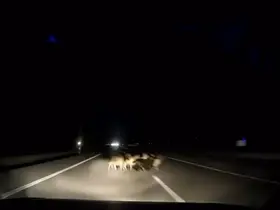 Tokat’ta otomobil sürüye çarptı: 12 koyun telef oldu
