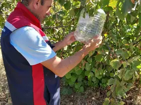 Tokat’ta ürün kayıplarını önlemek için feromon tuzakları devrede
