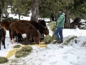 Toros Dağlarındaki yılkı atları ve yabani hayvanlar unutulmadı
