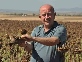 Trakya’da üreticiler ayçiçeği hasadında sona yaklaştı
