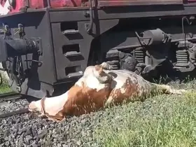 Tren çarpması sonucu raylara sıkışan ineğin telef olmaması için saniyelerle yarıştılar
