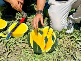 ’Tropical Sunshine’ üreticinin yüzünü güldürüyor
