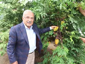 Tropikal meyveler Karadeniz’i sevdi
