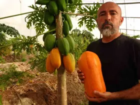Tropikal papaya meyvesinde hasat heyecanı: Kilosu 90 TL’ye kadar çıkıyor
