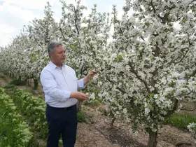 Tüccarların depo oyunu: Elmalar depolandı, ucuza satılmak istenmiyor
