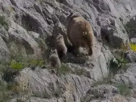 Tunceli’de anne ayı ve yavruları görüntülendi
