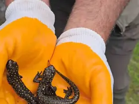 Tunceli’de benekli semenderler görüntülendi
