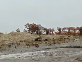 Tunceli’de dağ keçisi sürüsü görüntülendi
