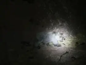 Tunceli’de gece kamerasında domuz ve ayı aynı anda görüntülendi
