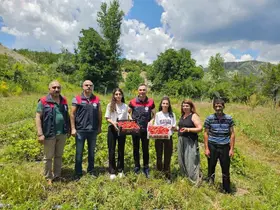 Tunceli’de kadın üreticilerin çilek hasadı yüz güldürdü
