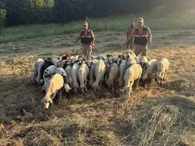 Tunceli’de kayıp küçükbaş hayvanlar dron desteğiyle bulundu
