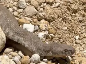 Tunceli’de koca engerek yılanı görüntülendi
