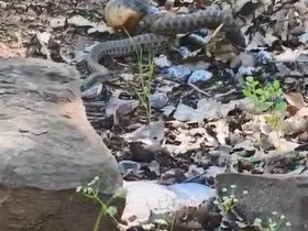 Tunceli’de kocabaş yılan, sincabı avladı
