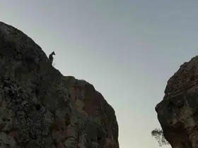 Tunceli’de koruma altındaki dağ keçileri görüntülendi
