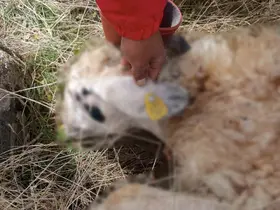 Tunceli’de kurt saldırısı: 14 koyun telef oldu
