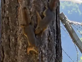 Tunceli’de sincapların sevimli halleri
