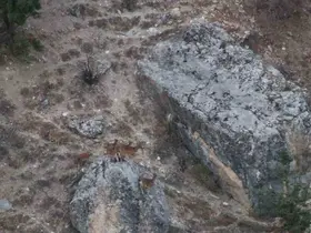 Tunceli’de vaşak görüntülendi
