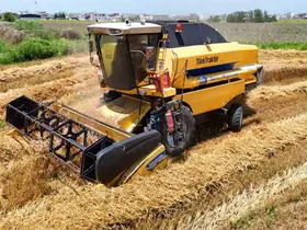 Turfanda buğdayda hasat başladı: Rekolte yüz güldürdü
