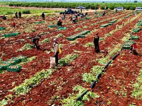 Turfanda patateste hasat başladı
