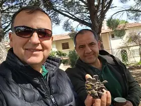 Türkiye çam balı üretiminde dünya birincisi

