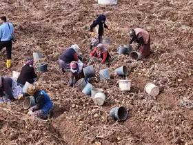 Türkiye’de sezonun son patatesleri Sivas’ta sökülüyor
