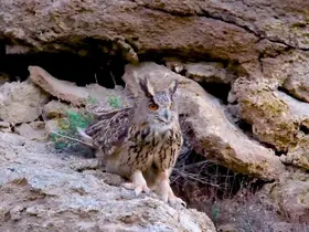 Türkiye’nin en cüsseli ve kamufle ustası baykuş türü Sivas’ta görüntülendi

