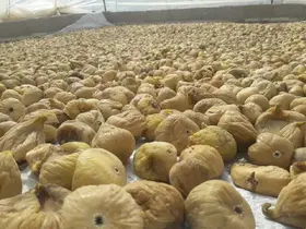 Türkiye’nin milli meyvesi incir, bu yıl üreticisine tat vermedi
