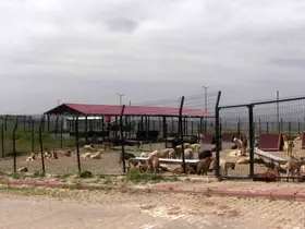 Türkiye’ye örnek model: Siirt’ten sokak hayvanları sorununa kalıcı çözüm
