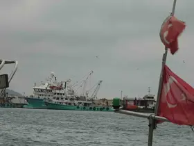 Türkiye’yi terk eden hamsinin yolu gözleniyor
