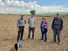 Turşuluk lahana ve dane mısır dikim ve ekim işlemleri devam ediyor

