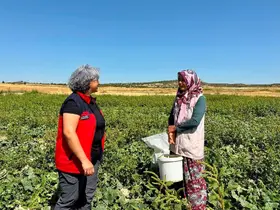 Turşuluk salatalık hasadı sürüyor
