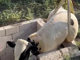 Tuvalet kuyusuna düşen boğa itfaiye ekipleri tarafından kurtarıldı
