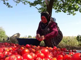 Üç yıl ömürlü ev yapımı salçalar pişirilmeye başlandı
