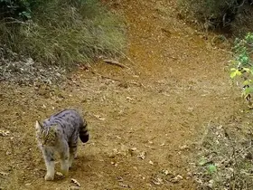 Uludağ’ın zirvesi doğal hayvanat bahçesi
