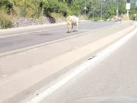 Ümraniye’de cadde ortasında başıboş inek görüntülendi
