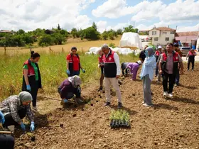 Üniversite serasında üretiliyor: Çiftçilerin geliri aromatik bitkilerle artacak
