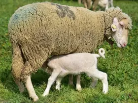 Üniversitenin yavru kuzuları anaları ile buluştu

