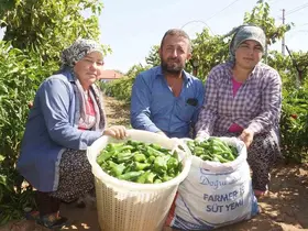 Ünlü Emcelli Biberi yok oluyor
