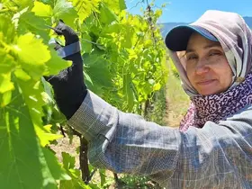 Üreticiler üzüm için zamana karşı yarışıyor

