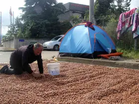 Üreticilerin zorlu fındık kurutma mesaisi: Bazı fındıklar çürümeye başladı
