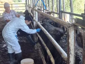 Uruguay’dan getirilen besilik sığırlar Simav’da kontrolden geçiyor
