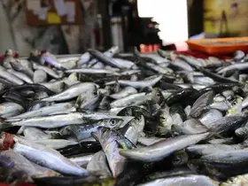 Uşak’ta balık tezgahları doldu
